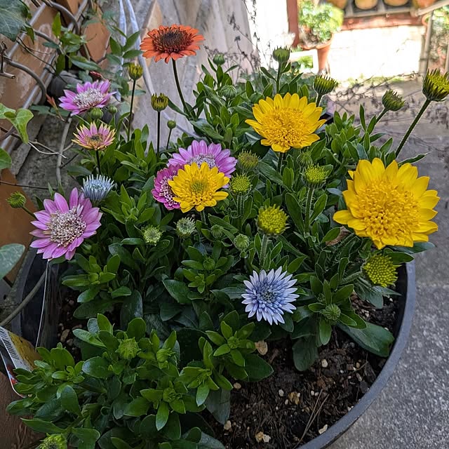 kazuさんの実例写真