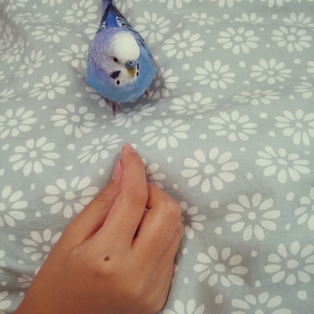 opiopiopiさんの実例写真