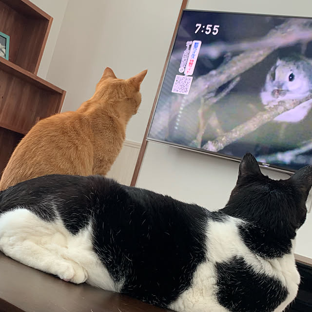mikeume7さんの実例写真