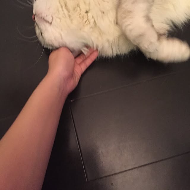 horurunさんの実例写真