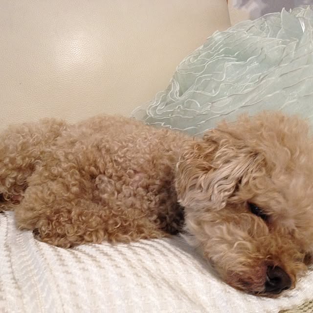 chocomamaさんの実例写真