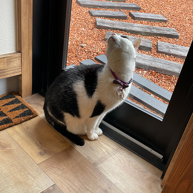nekosamaさんの部屋