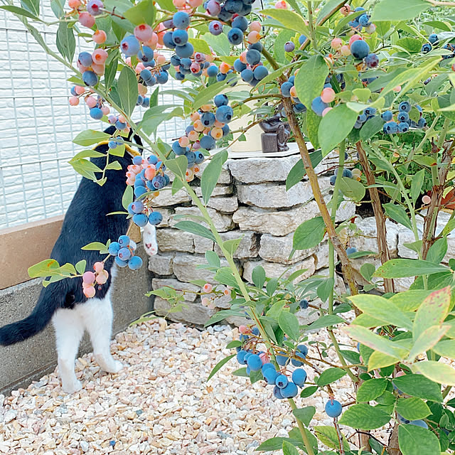 moolさんの実例写真