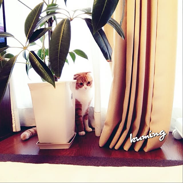 kumingさんの実例写真