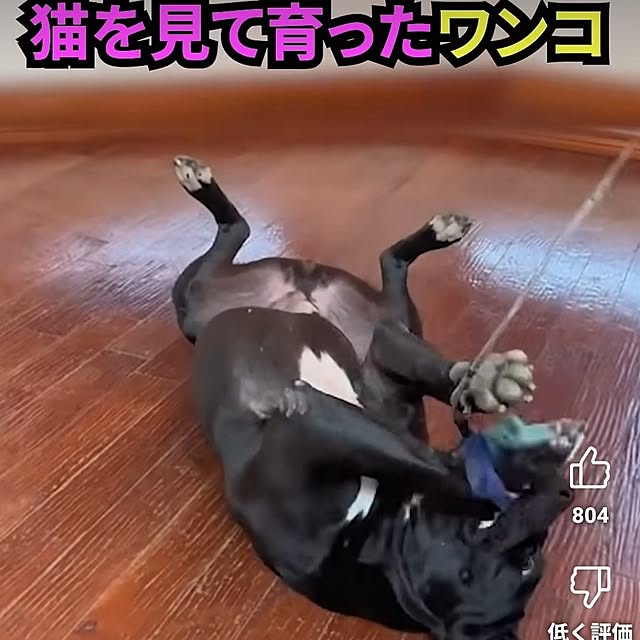 asaさんの実例写真