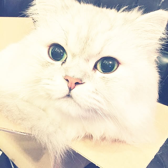horurunさんの実例写真