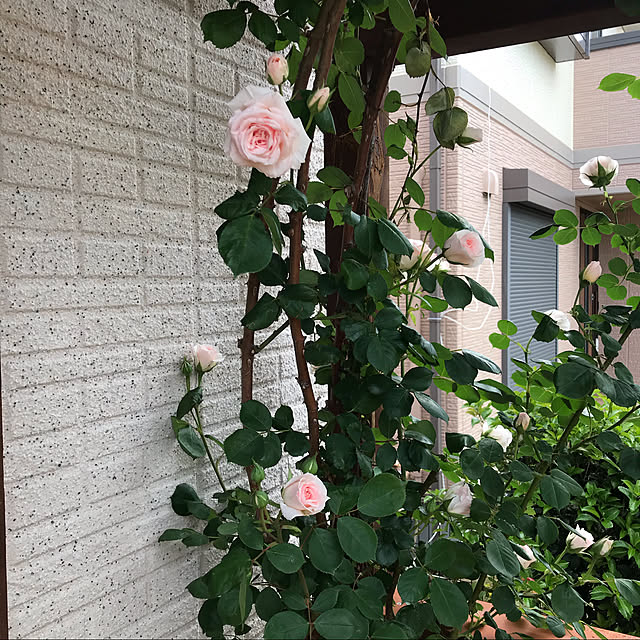 momo1224さんの実例写真