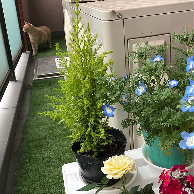 kaocaochinさんの実例写真