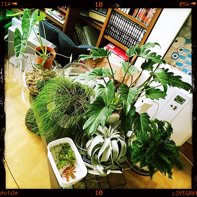 机/イサムノグチ コーヒーテーブル/観葉植物/ミッドセンチュリーのインテリア実例 - 2016-10-30 20:56:25
