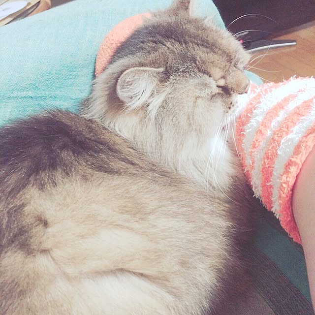 Mikiさんの実例写真