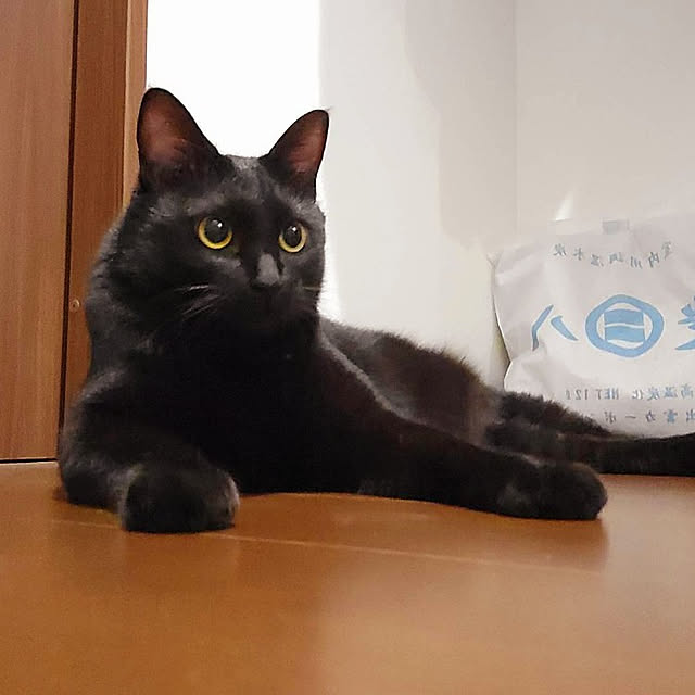 maple.0927さんの実例写真