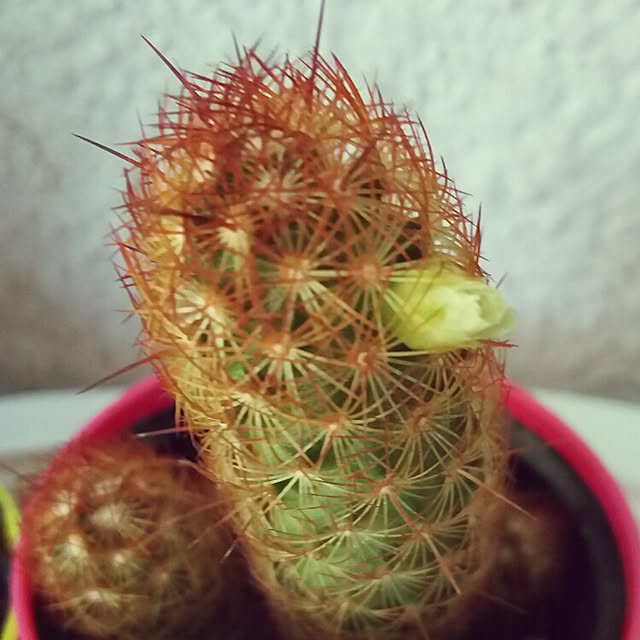 Risaさんの実例写真