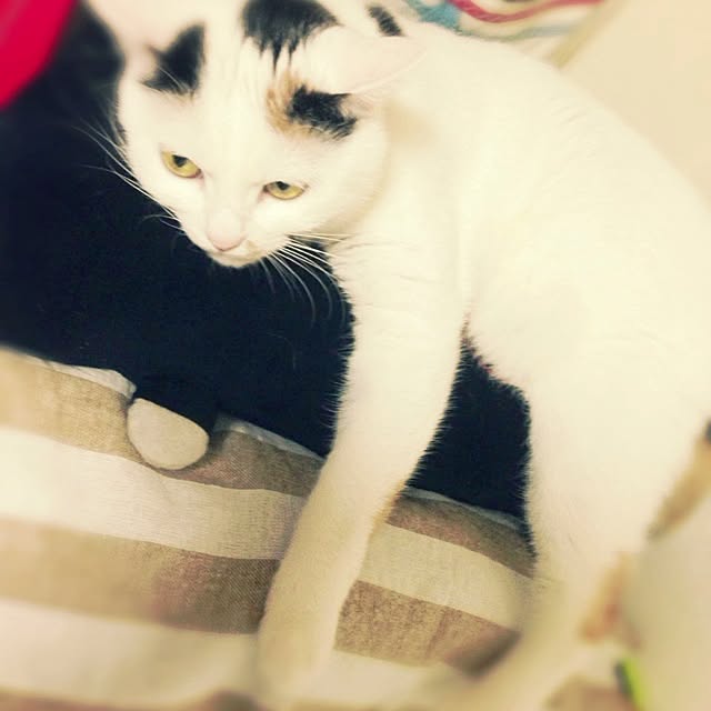 aaakoさんの実例写真