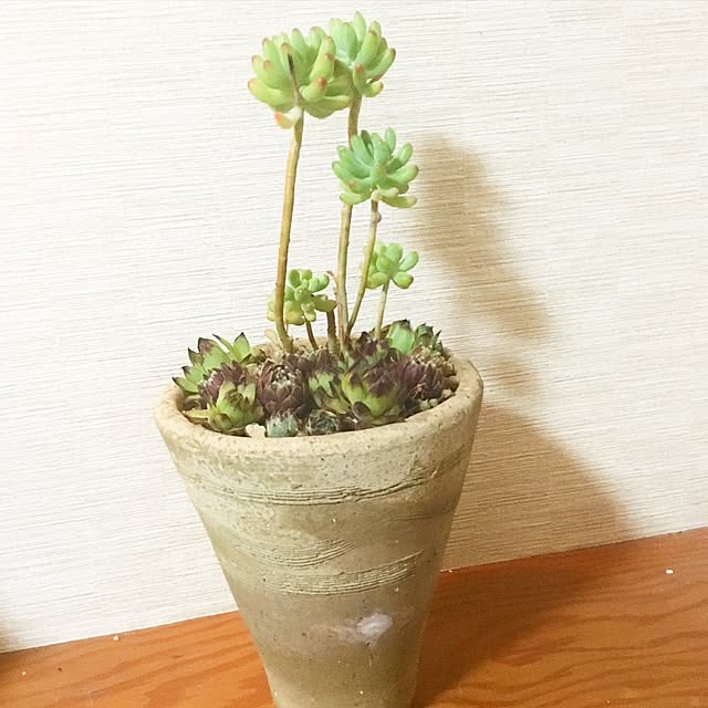 Yukaさんの実例写真