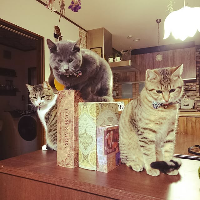 annさんの実例写真