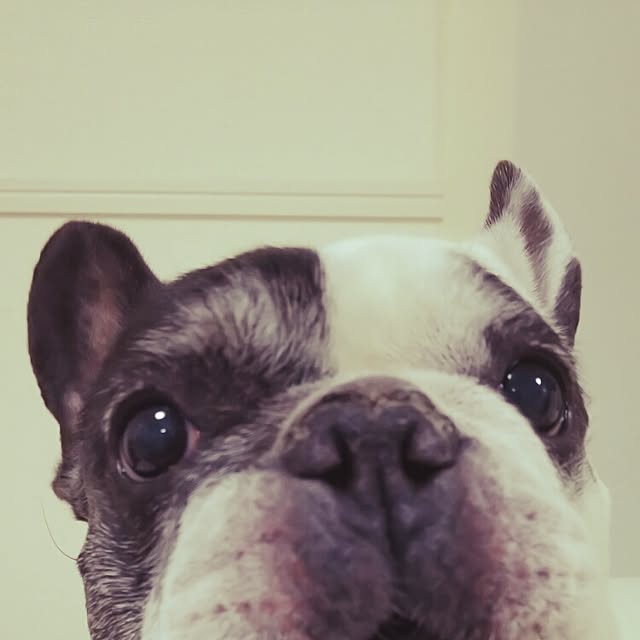 panchobiさんの実例写真
