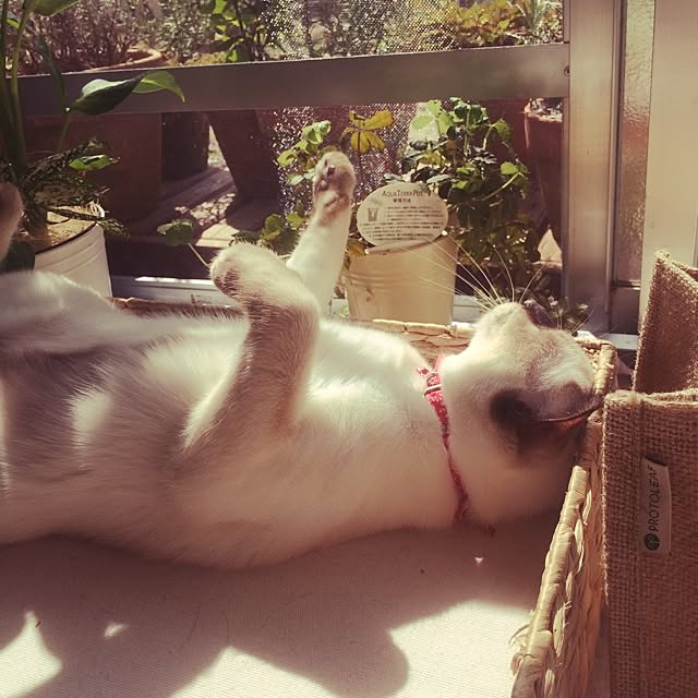 chadoさんの実例写真