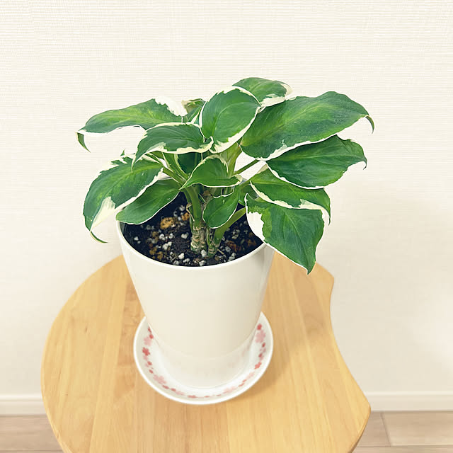 yoyoyoさんの部屋