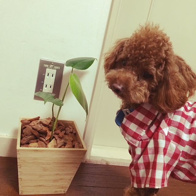 sugiさんの実例写真