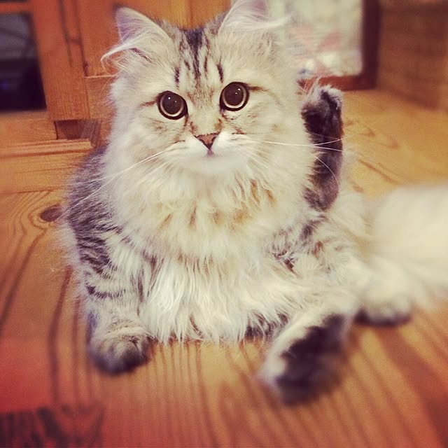 teddyさんの実例写真