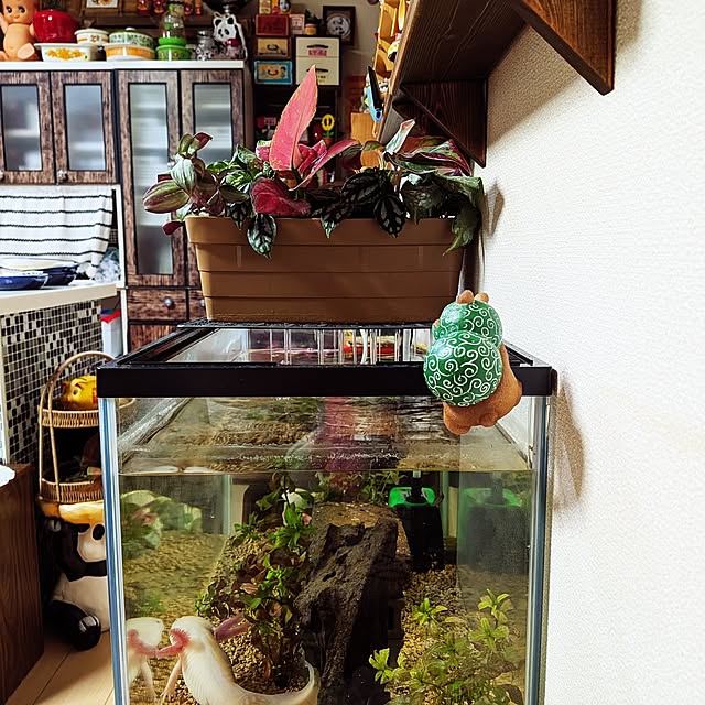 umeboshicyanさんの実例写真