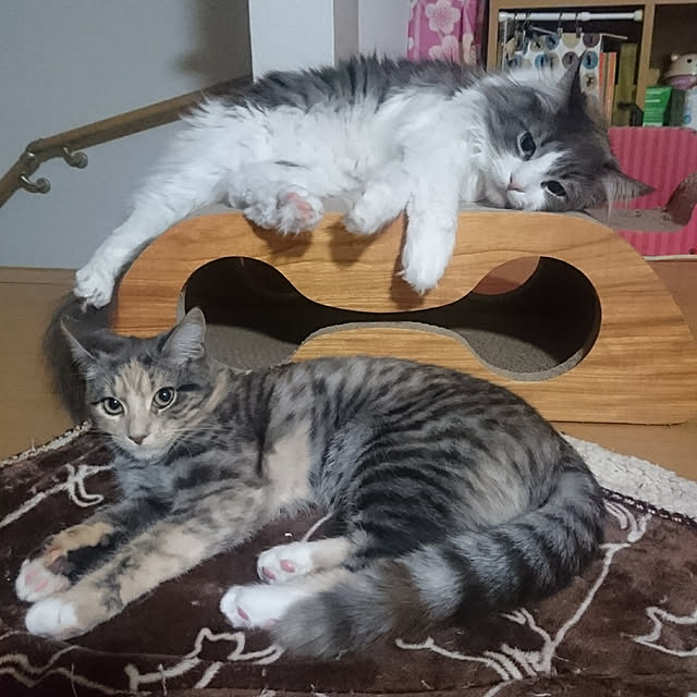 shinobuさんの実例写真