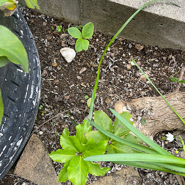 kikiさんの実例写真