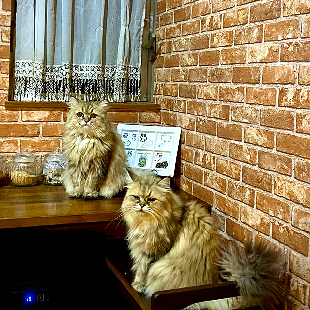 butachanさんの実例写真
