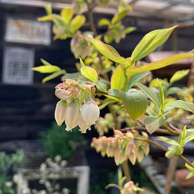 min_nimさんの実例写真
