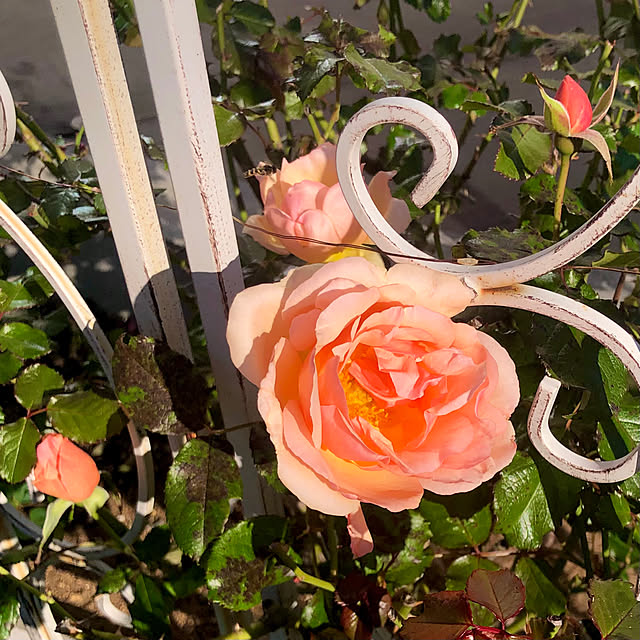 tomoさんの実例写真