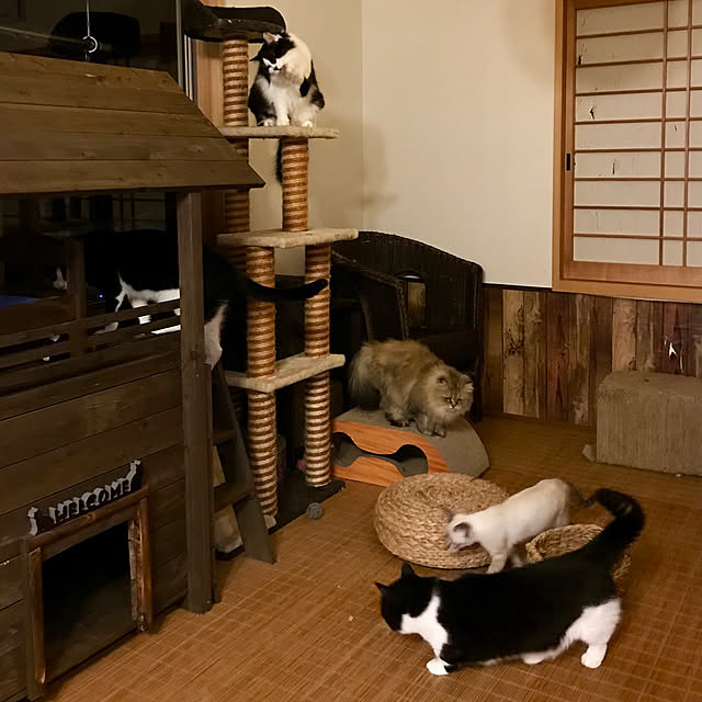 butachanさんの実例写真