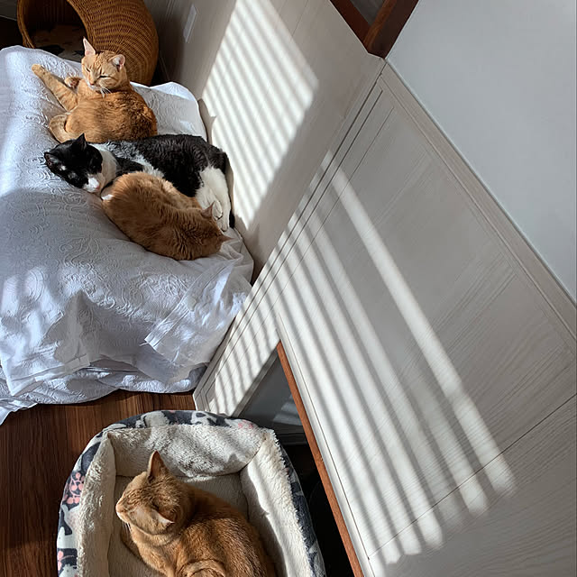 mikeume7さんの実例写真