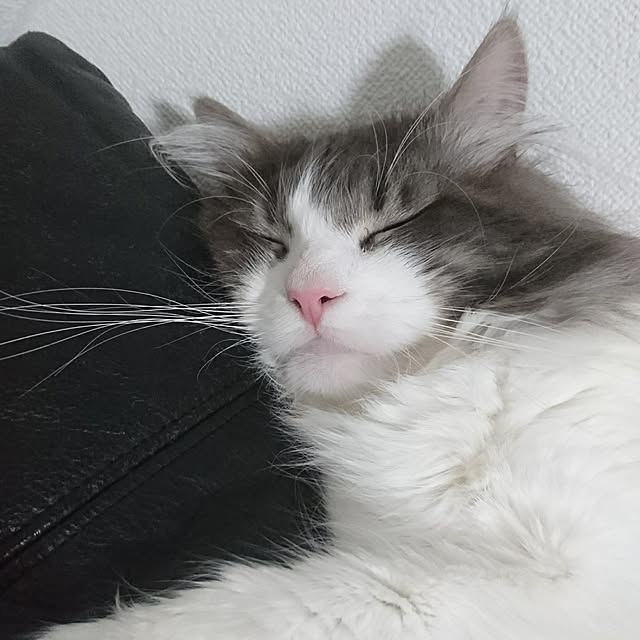 shinobuさんの実例写真