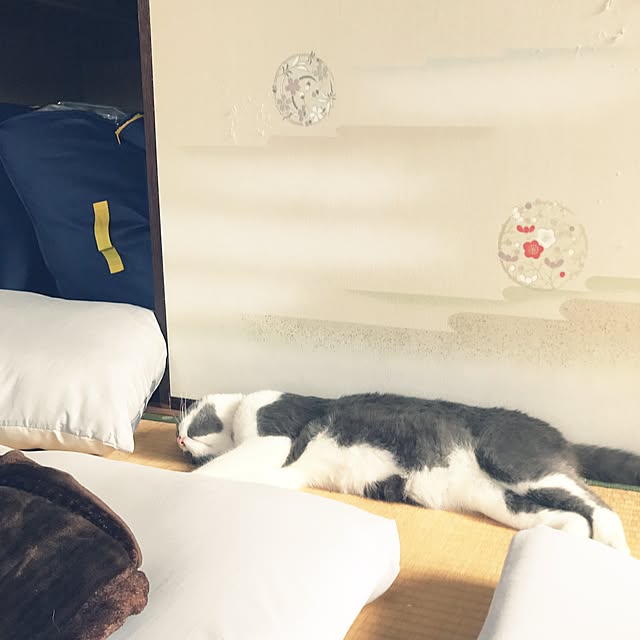 hacchiさんの実例写真