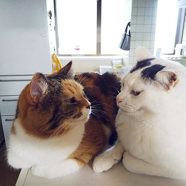 yukieさんの実例写真