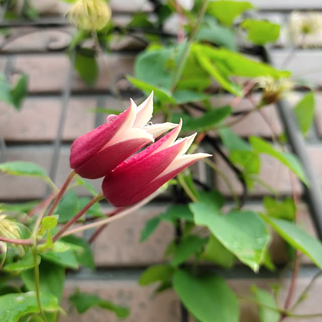 kiraさんの部屋