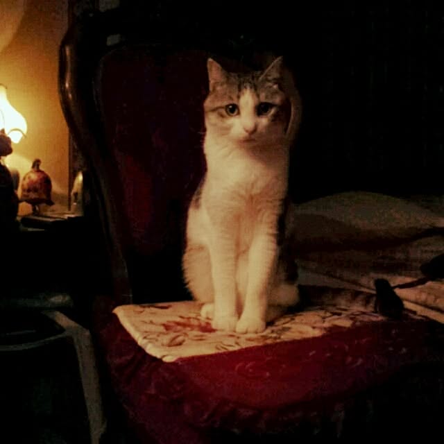 emmyyさんの実例写真