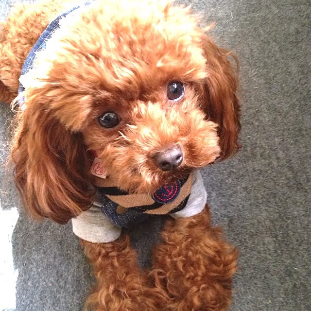 cocoさんの実例写真