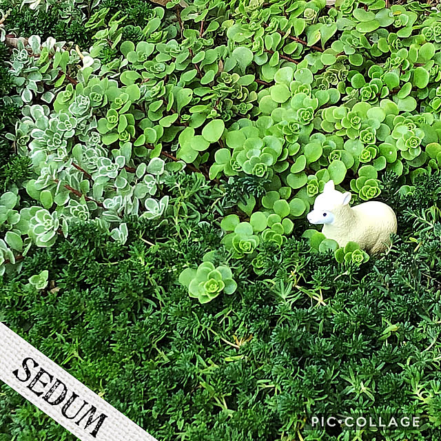 Alohaさんの実例写真