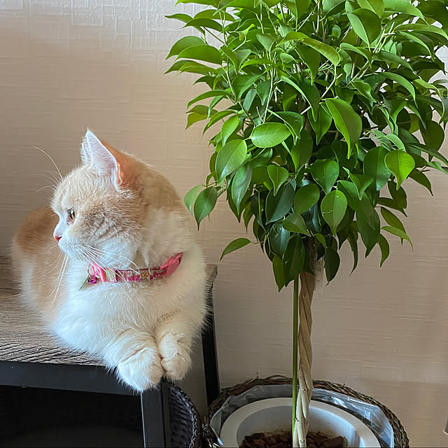 猫のいる暮らし/観葉植物/リビングのインテリア実例 - 2022-09-22 23:29:07