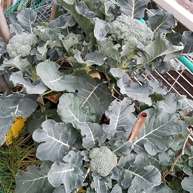 midoriさんの部屋