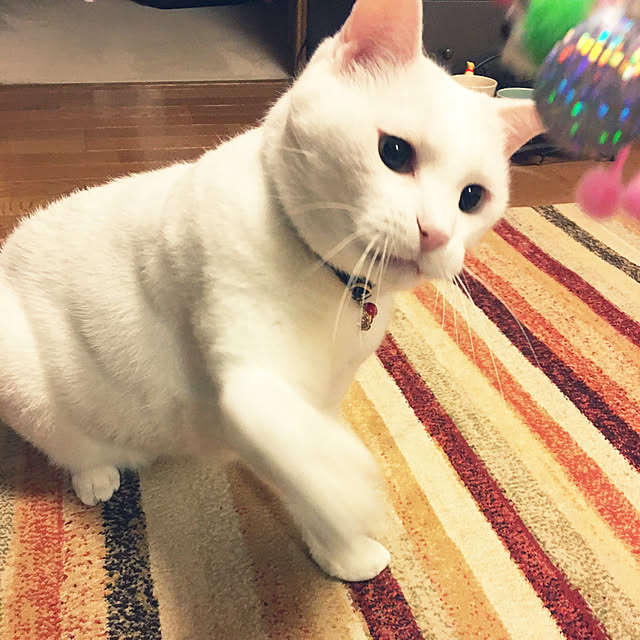 tekokaasanさんの実例写真