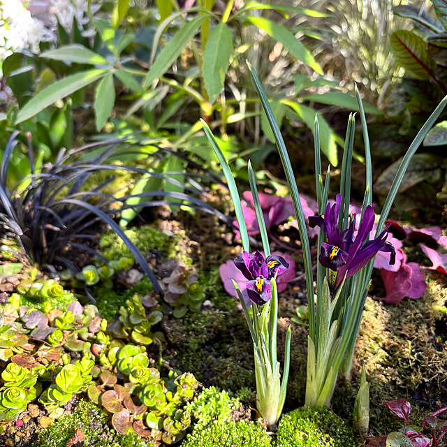 kyoko1124koさんのお部屋の写真