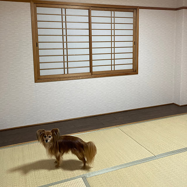 toratanさんの実例写真