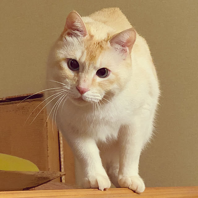moainanoさんの実例写真
