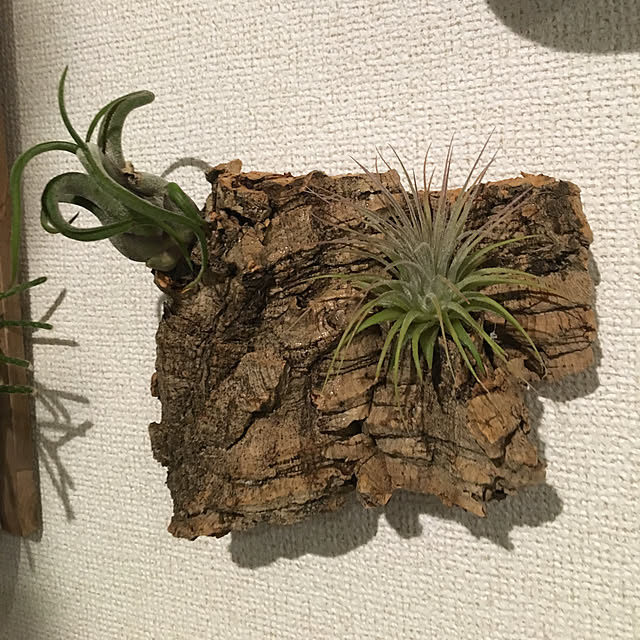 tetra163さんの実例写真