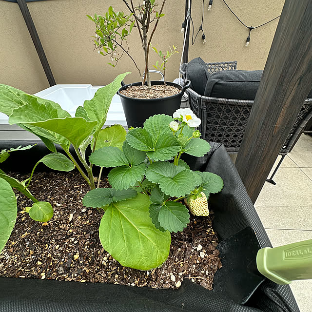 lemonadeさんの部屋