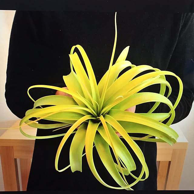 S-Tillandsiaさんの実例写真