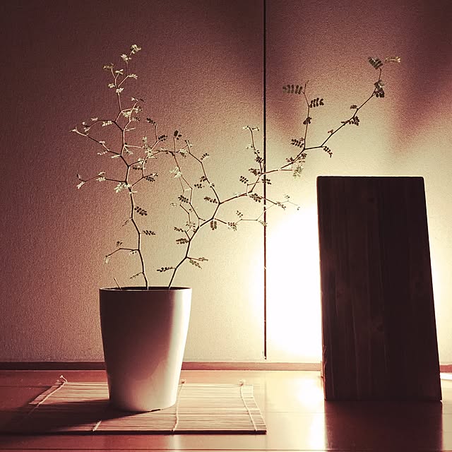 玄関/入り口/観葉植物/100均/雑貨/照明のインテリア実例 - 2016-04-12 21:31:22