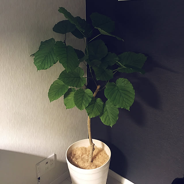 Mさんの実例写真